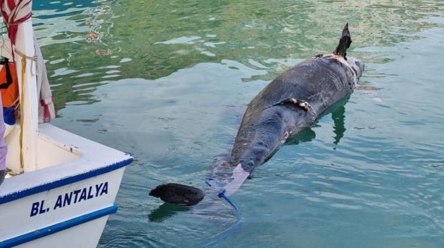 Katil köpek balığı Akdeniz kıyılarına kadar geldi! Balıkçılar bile ilk defa gördü