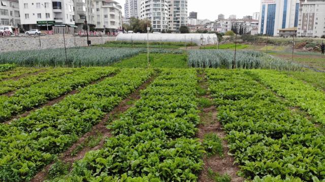 İstanbul'un göbeğinde, E-5'in yanında organik tarım!