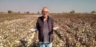 Beyaz altın pamuk, üreticisinin yüzünü güldürecek