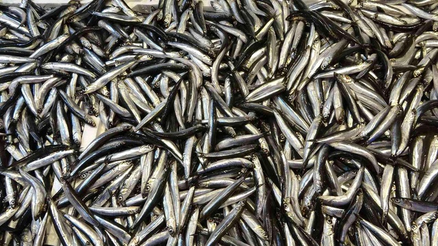 Balıkçılardan kilosu 10 TL'ye düşen hamsi için vatandaşa öneri: Şimdi tuzlama zamanı Balıkçılardan kilosu 10 TL'ye düşen hamsi için vatandaşa öneri: Şimdi tuzlama zamanı
