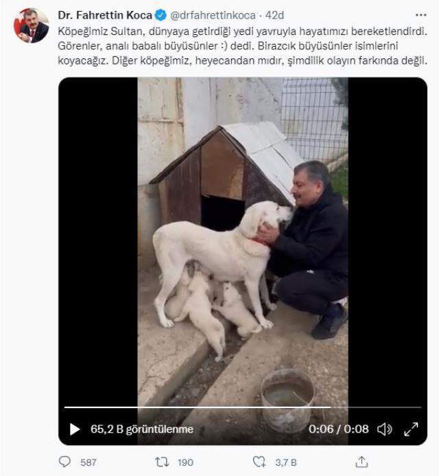 Bakan Koca'dan içleri ısıtan paylaşım! Köpeği Sultan ve yavrularının videosunu yayınladı Bakan Koca'dan içleri ısıtan paylaşım! Köpeği Sultan ve yavrularının videosunu yayınladı