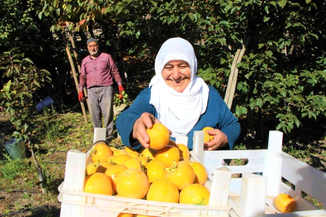 Amasya'nın 'yeni sarı altını' cennet hurması, fiyatıyla üreticisinin yüzünü güldürüyor
