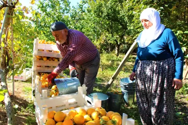 Amasya'nın 'yeni sarı altını' cennet hurması, fiyatıyla üreticisinin yüzünü güldürüyor