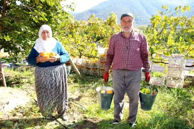 Amasya'nın 'yeni sarı altını' cennet hurması, fiyatıyla üreticisinin yüzünü güldürüyor