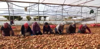 Mihalgazi ilçesindeki seralarda kışlık üretim için kollar sıvandı