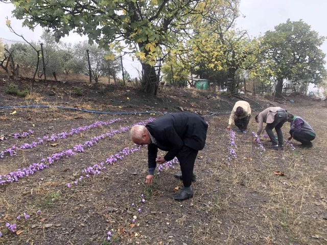 Adana'da safran hasadı başladı! Gramı 50 liradan satılıyor