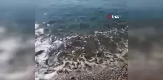 Antalya'da balık tutan bir kişinin oltasına vatoz balığı takıldı
