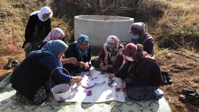 Isparta'da yetişen Safran çiçeğinin kilosu 75 bin liradan satılıyor