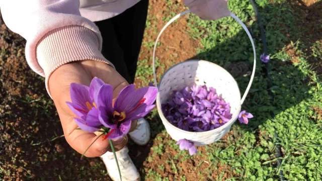 Isparta'da yetişen Safran çiçeğinin kilosu 75 bin liradan satılıyor
