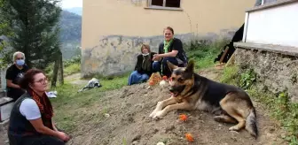 Vefalı köpek, ölen sahibinin mezarı başından bir an olsun ayrılmıyor