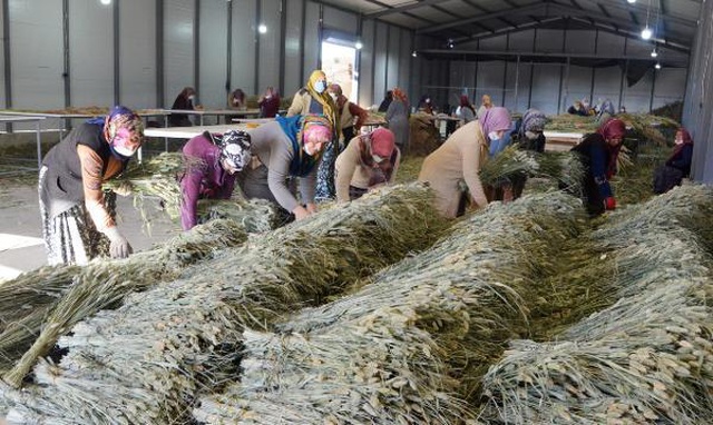 Ayşe öğretmenin 'pampas otu' projesi, köydeki 100 kadına iş imkanı sağladı