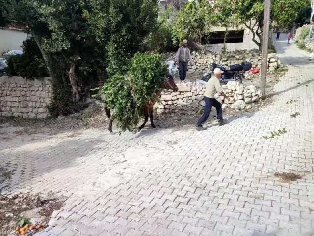 Defne yaprağı vatandaşların geçim kaynağı oldu! Kilosu 1.500 TL'den satılıyor