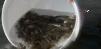 Dikili'de denize 15 bin adet yavru balık bırakıldı