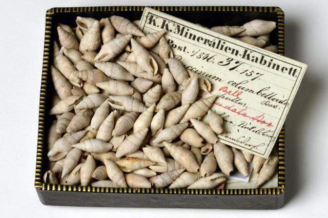 Tozlu raflarda 150 yıldır açılmadan duran kutudan 15 milyon yıl önce yaşayan salyangozlar çıktı