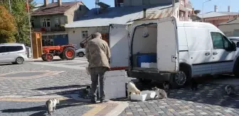 Yalıhüyük'te balıkçılık yapan vatandaş, balıklardan arta kalanlarla sokak hayvanlarını besliyor