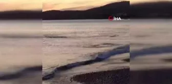 Sahile yaklaşan köpek balıkları böyle görüntülendi