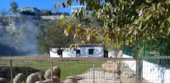 Enez'de çalınan iki koyunun telef edildiği öne sürüldü