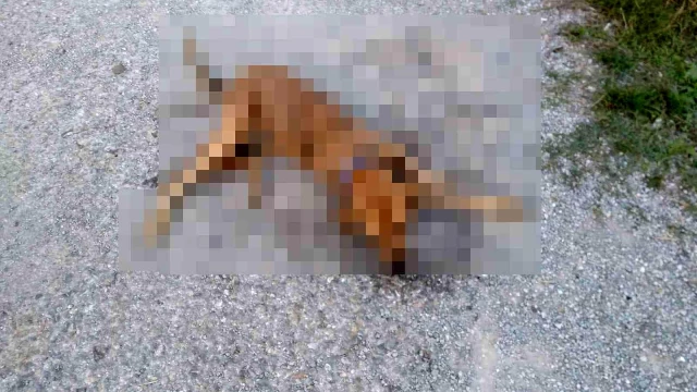 Yürek yakan görüntü! Mahallenin farklı noktalarını konulan zehirli etleri yiyen 31 sokak hayvanı öldü
