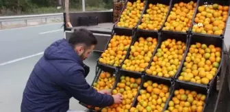 Derepazarı mandalinası tezgaha indi... Yurt dışından bile alıcı buluyor