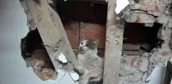 İki evin duvarı arasına sıkışan kedi kurtarıldı