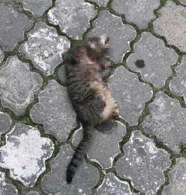 Manisa'da seri kedi katilini bulmak için özel ekip kuruldu