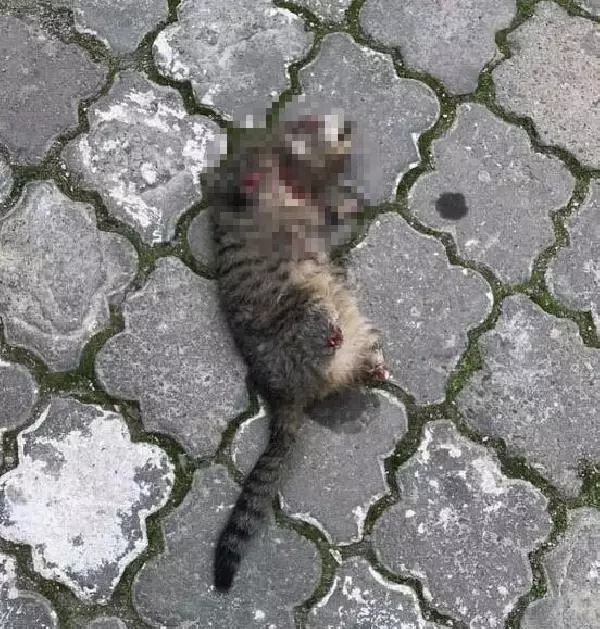 TURGUTLU'DA YİNE 4 BACAĞI DA KESİK KEDİ ÖLÜSÜ BULUNDU