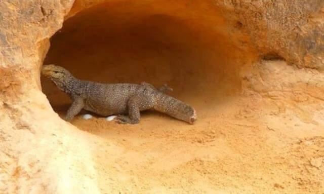 Yavrularına göz dikilince gözü dünyayı görmedi! Komodo ejderi ile pitonun ölümcül savaşı