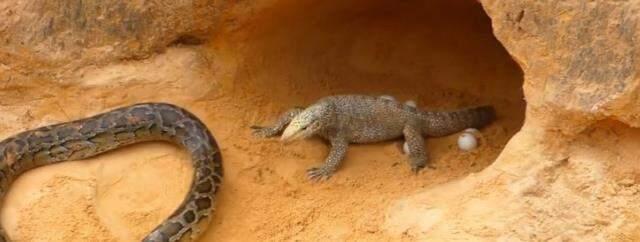 Yavrularına göz dikilince gözü dünyayı görmedi! Komodo ejderi ile pitonun ölümcül savaşı