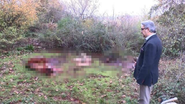 İstanbul'da ürküten görüntü! Ormanlık alanda kestikleri atların etlerini alıp götürdüler İstanbul'da ürküten görüntü! Ormanlık alanda kestikleri atların etlerini alıp götürdüler