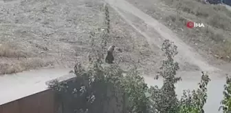Kanalizasyon kapağını çaldılar, kimse düşmesin diye yerine tahta koydular
