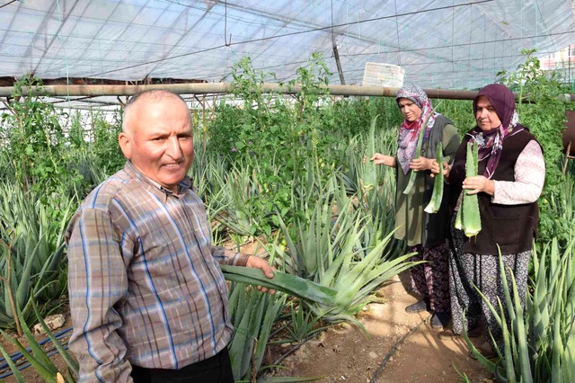 Sebzeden yeterli parayı kazanamayınca aloe vera ekti! 4 dönümden 90 bin lira gelir sağlayacak Sebzeden yeterli parayı kazanamayınca aloe vera ekti! 4 dönümden 90 bin lira gelir sağlayacak