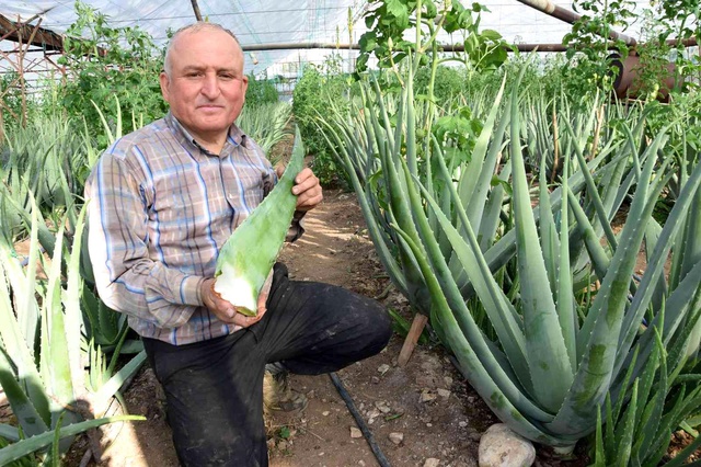 Sebzeden yeterli parayı kazanamayınca aloe vera ekti! 4 dönümden 90 bin lira gelir sağlayacak Sebzeden yeterli parayı kazanamayınca aloe vera ekti! 4 dönümden 90 bin lira gelir sağlayacak