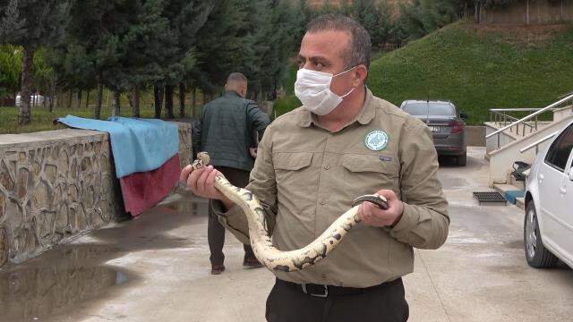 Sosyal medya'da paylaştığı piton yılanı başına dert oldu: 8 bin 692 lira ceza yedi Sosyal medya'da paylaştığı piton yılanı başına dert oldu: 8 bin 692 lira ceza yedi