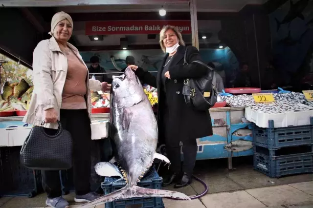 Kimileri korkuyor, kimileri yanına yaklaşıp seviyor! Dev orkinosu fotoğraflamak için sıraya girdiler