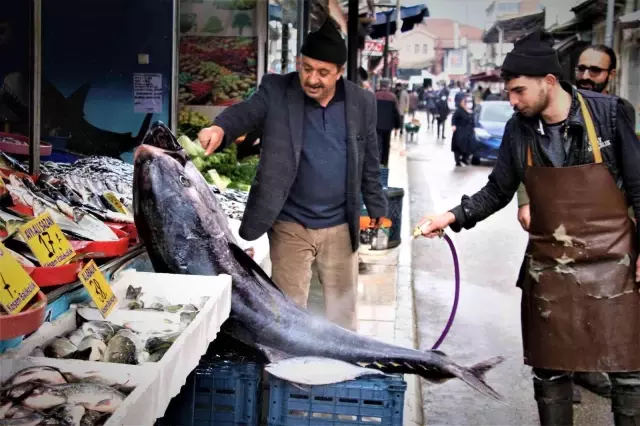 Kimileri korkuyor, kimileri yanına yaklaşıp seviyor! Dev orkinosu fotoğraflamak için sıraya girdiler