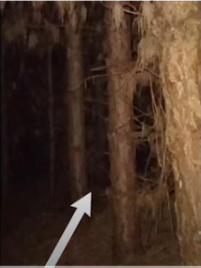 Gece yarısı ormana giren Youtuber'ın zor anları! Esrarengiz koca ayak karşısına çıktı