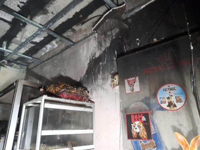 Kahreden olay! Pet Shop'taki yangında onlarca hayvan diri diri yanarak can verdi