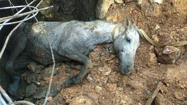 Tüm köy yerin altından gelen sese kilitlendi! Kayıp at, toprağın altından çıkarıldı