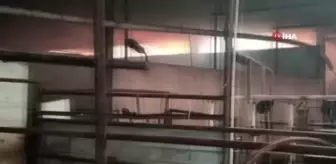 Son dakika haberleri | Besi çiftliğinde korkutan yangın...750 büyükbaş hayvan yanmaktan son anda kurtarıldı