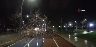 Ordu'da fırtına ağaçları devirdi