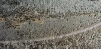 Dünyanın en yaşlı ağaçları - 80 bin yaşındaki köklerinden beslenen Pando