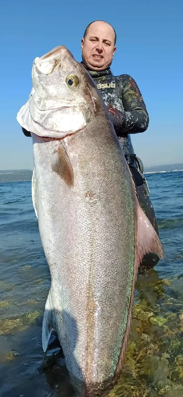 Hobi amaçlı dalış yapan vatandaş, zıpkınla 55 kiloluk akya balığı avladı