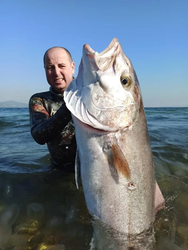 Hobi amaçlı dalış yapan vatandaş, zıpkınla 55 kiloluk akya balığı avladı