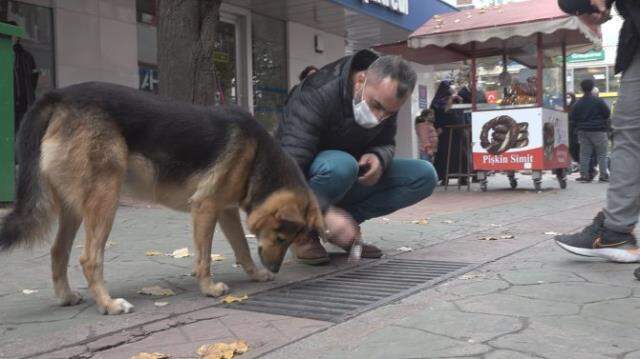 İzmit'te sürekli mazgalı izleyen köpekten sonra bu da Bakırköylü aşık kedi! Duraktan hiç ayrılmıyor İzmit'te sürekli mazgalı izleyen köpekten sonra bu da Bakırköylü aşık kedi! Duraktan hiç ayrılmıyor
