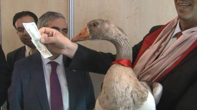 Kazlar podyuma çıktı, en güzeli 100 doları kaptı Kazlar podyuma çıktı, en güzeli 100 doları kaptı