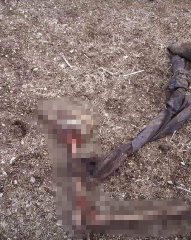 Van'da çobanlar tarafından parçalanmış halde cansız beden bulundu