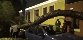 Aydın'da yağmurla birlikte devrilen çam ağacı, araçları hurdaya çevirdi