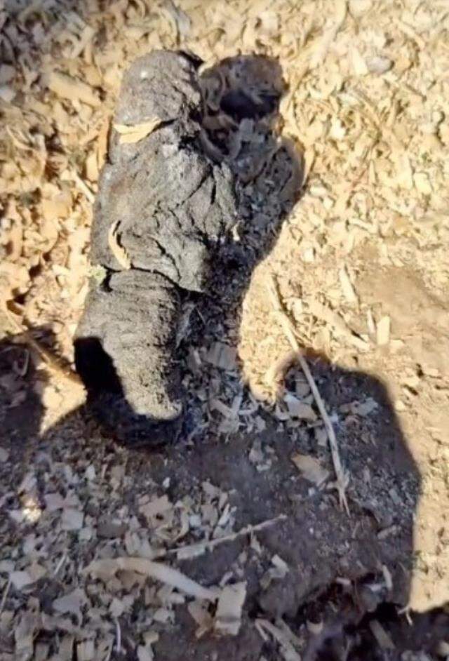 Terk edilmiş mezarlıkta kazı yapan adamın çıkardığı kutunun içindeki nesne görenleri ürküttü Terk edilmiş mezarlıkta kazı yapan adamın çıkardığı kutunun içindeki nesne görenleri ürküttü