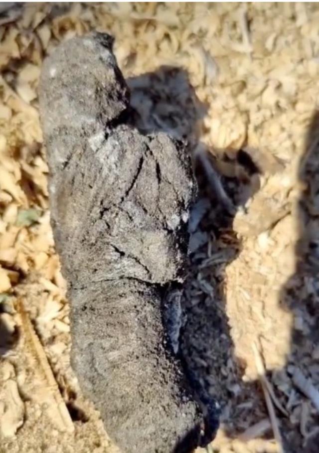 Terk edilmiş mezarlıkta kazı yapan adamın çıkardığı kutunun içindeki nesne görenleri ürküttü Terk edilmiş mezarlıkta kazı yapan adamın çıkardığı kutunun içindeki nesne görenleri ürküttü