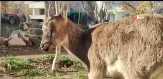 Yaralı halde bulunan koruma altındaki yaban keçisi tedavi altına alındı